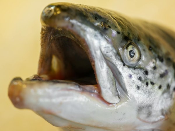 Saignement d'oreille : causes et traitements efficaces à connaître